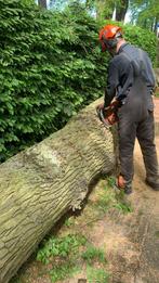 Boomverzorging, snoeien, stormschade, Ophalen of Verzenden, Volle zon, Overige soorten