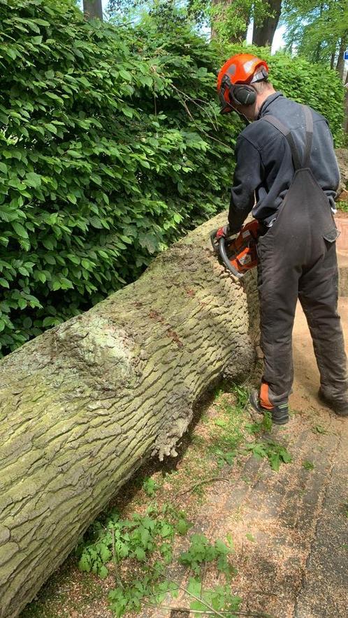 Boomverzorging, snoeien, stormschade, Tuin en Terras, Planten | Bomen, Overige soorten, Volle zon, Ophalen of Verzenden