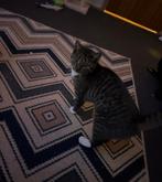 Kat gratis, Dieren en Toebehoren, Ophalen of Verzenden