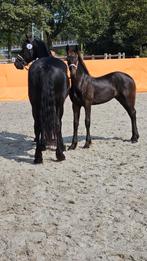 Fantastisch mooi Barockpinto hengstveulen, Dieren en Toebehoren, Paarden, Hengst, Dressuurpaard, 0 tot 2 jaar