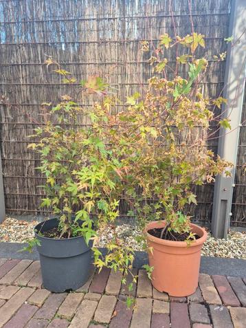 Japanse Esdoorn Palmatum - Pre Bonsai beschikbaar voor biedingen