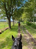 Lease paard gezocht