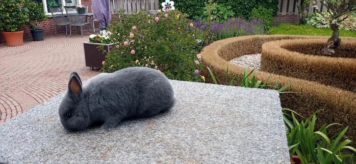 Kleurdwergen te koop, Dieren en Toebehoren, Konijnen, Meerdere dieren