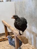 Noord hollandse blauwe ras zuivere hen, Dieren en Toebehoren, Vrouwelijk, Kip