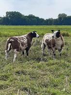 Bonte jonge ooien, Dieren en Toebehoren, Schapen, Geiten en Varkens, Vrouwelijk, Schaap, 0 tot 2 jaar