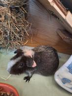 Gezocht ervaren cavia houder, Dieren en Toebehoren, Knaagdieren, Februari, Meerdere dieren, Cavia