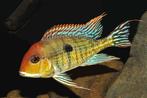 Nieuw binnen!!! Geophagus red head Tapajos  8-10 cm!!!, Zoetwatervis, Vis