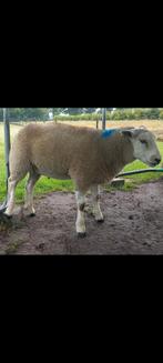 10 Engelse Texelaar ooien, Dieren en Toebehoren, Schapen, Geiten en Varkens, Vrouwelijk, Schaap
