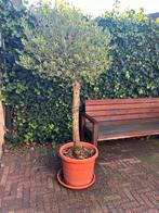 Olijfboom in pot - ruim 200 cm, Bloeit niet, 100 tot 250 cm, Olijfboom, Ophalen