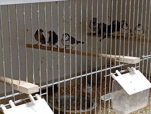 Diverse leuke tropen, Dieren en Toebehoren, Vogels | Overige Vogels, Tropenvogel, Meerdere dieren, Geringd