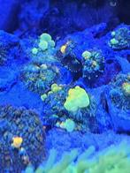 Zeeaquarium OG Bounce Mushroom Oren, Dieren en Toebehoren, Ophalen of Verzenden, Nieuw, Gevuld zeewateraquarium