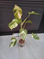 Monstera variegata, Huis en Inrichting, Kamerplanten, Ophalen of Verzenden, Overige soorten, Minder dan 100 cm