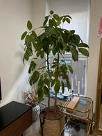 Mooie grote kamerplant + waterpeil te koop!, 100 tot 150 cm, Overige soorten, In pot, Groene kamerplant