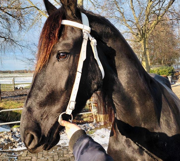Drachtige friese Fokmerrie met geweldig papier, Dieren en Toebehoren, Paarden en Pony's | Dekhengsten en Fokmerries, Merrie