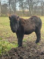 Shetland pony veulen gechipt en stamboek papieren, Dieren en Toebehoren, Pony's, Niet van toepassing, 0 tot 2 jaar, Hengst, Gechipt