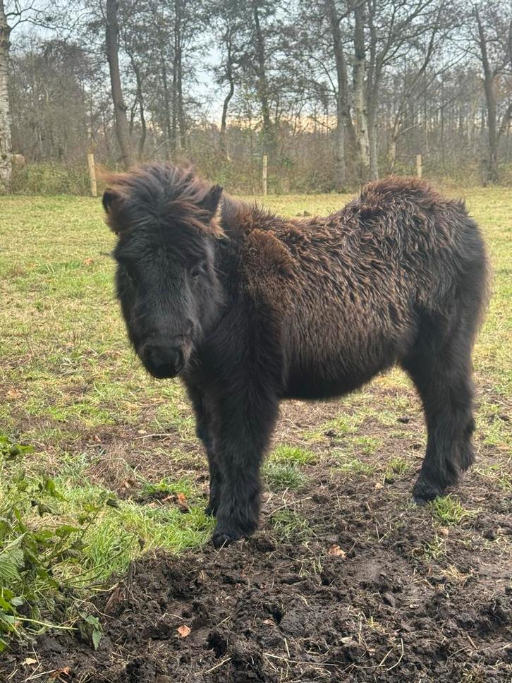 Shetland pony veulen gechipt en stamboek papieren, Dieren en Toebehoren, Pony's, Hengst, Niet van toepassing, A pony (tot 1.17m)