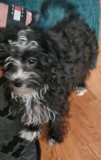 Kruising van maltezer en york, Dieren en Toebehoren, Honden | Jack Russells en Terriërs, CDV (hondenziekte), 8 tot 15 weken, Eén hond