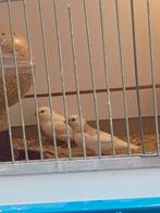 Jonge Zebravinken, Meerdere dieren, Tropenvogel