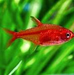 vuurtetra €1,50, Dieren en Toebehoren, Vissen | Aquariumvissen, Vis, Zoetwatervis