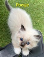 Lieve Ragdoll kittens uit liefdevol nestje!, Meerdere dieren, Ontwormd, 0 tot 2 jaar