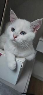 Britse korthaar black silver shaded, kitten., Meerdere dieren, Gechipt