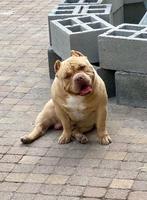 2 Prachtige Unieke American Pocket Bully’s Donder en Diva, Dieren en Toebehoren, Rabiës (hondsdolheid), 1 tot 2 jaar, Bulldog