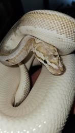 Koningspython (ball python) bamboo, cinnamon, spider, Dieren en Toebehoren, Reptielen en Amfibieën, Slang, Tam, 3 tot 6 jaar