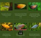 Diverse soorten Gourami vissen, Vis, Zoetwatervis