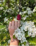 Bio frambozen tuinplanten stekjes eigen oogst plezier sappig, Tuin en Terras, Planten | Tuinplanten, Volle zon, Vaste plant, Ophalen of Verzenden