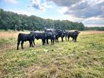 Mooie black Angus, red Angus kalveren, Dieren en Toebehoren, Meerdere dieren, 0 tot 2 jaar