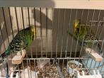 Tekoop koppel engelse grasparkiet, Dieren en Toebehoren, Vogels | Parkieten en Papegaaien, Meerdere dieren, Parkiet, Geringd