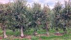 Oude appelbomen en perenbomen, Tuin en Terras, Ophalen, Overige soorten, Lente