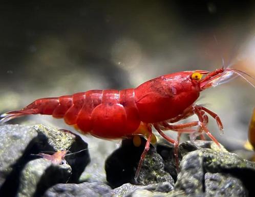 Orange Eye Bloody Mary Garnaal  HG rode garnaal, Dieren en Toebehoren, Vissen | Aquariumvissen, Kreeft, Krab of Garnaal