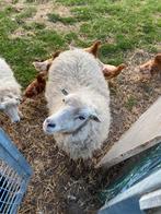 Ouessant schapen, Vrouwelijk, Schaap