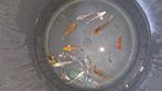 koi karper mix op=op, Karper of Koi