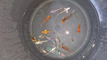 koi karper mix op=op beschikbaar voor biedingen