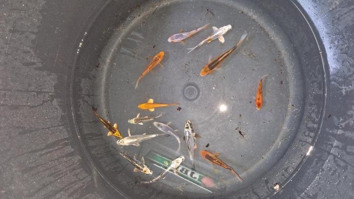 koi karper mix op=op, Dieren en Toebehoren, Vissen | Vijvervissen, Karper of Koi