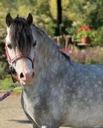 Gezocht Welsh ruin/hengst, Dieren en Toebehoren, Pony's, Hengst, A pony (tot 1.17m), Recreatiepony, 0 tot 2 jaar