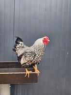 Kikai zoekt een huisje! (Haan), Dieren en Toebehoren, Pluimvee, Mannelijk, Kip