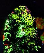 ZEER ZELDZAAM ESPERIET, VS! (=UV), Ophalen of Verzenden, Mineraal