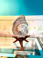 Zeer oude xxl turbo Marmoratus schelp., Ophalen of Verzenden