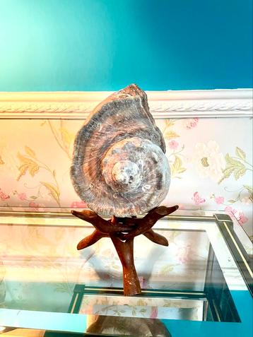 Zeer oude xxl turbo Marmoratus schelp. beschikbaar voor biedingen