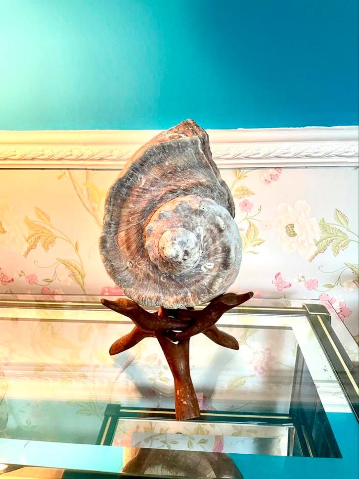 Zeer oude xxl turbo Marmoratus schelp., Antiek en Kunst, Antiek | Woonaccessoires, Ophalen of Verzenden