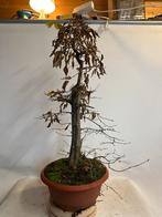 Carpinus Betulus Pre Bonsai - 75cm, Tuin en Terras, Vaste plant, Bloeit niet, Halfschaduw, Ophalen
