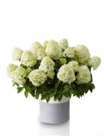 Hydrangea pan little spooky, Vaste plant, Halfschaduw, Zomer, Ophalen