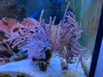 Gorgoon, Dieren en Toebehoren, Vissen | Aquariumvissen, Overige typen, Zoutwatervis