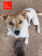 Lori is ter adoptie!, Rabiës (hondsdolheid), Handelaar, 1 tot 2 jaar, Buitenland