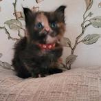 Kittens Maine Coon, Dieren en Toebehoren, Meerdere dieren