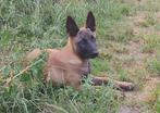 Laatste Mechelse herder reu, Dieren en Toebehoren, België, Particulier, 15 weken tot 1 jaar, Reu