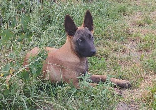 Laatste Mechelse herder reu, Dieren en Toebehoren, Honden | Herdershonden en Veedrijvers, Reu, Herder, Particulier, Eén hond, België